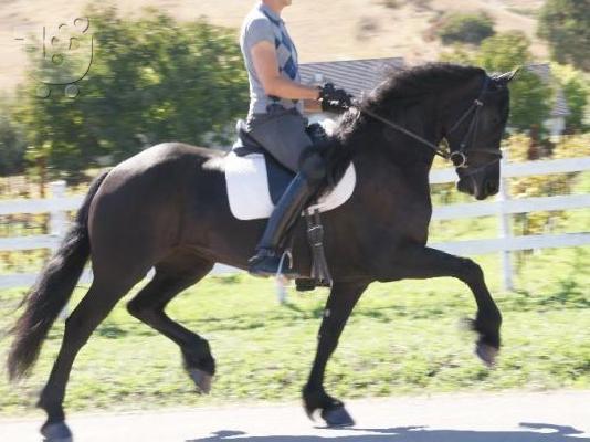 PoulaTo: Πωλείται Άλογο Ορεινός Σκύλος Πυρηναίων